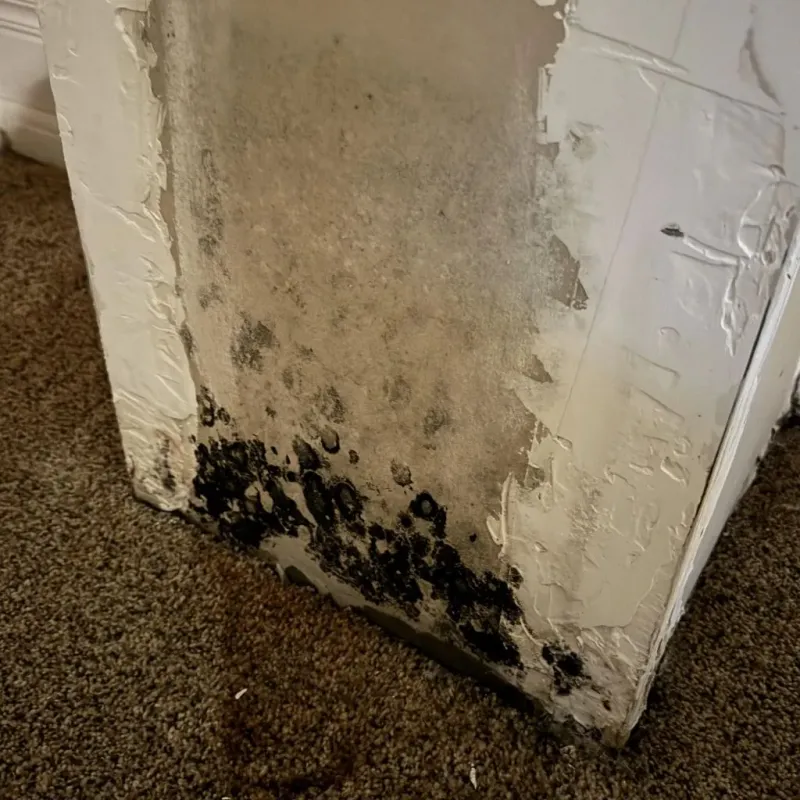 Professional Mold Removal in Uhland, TX